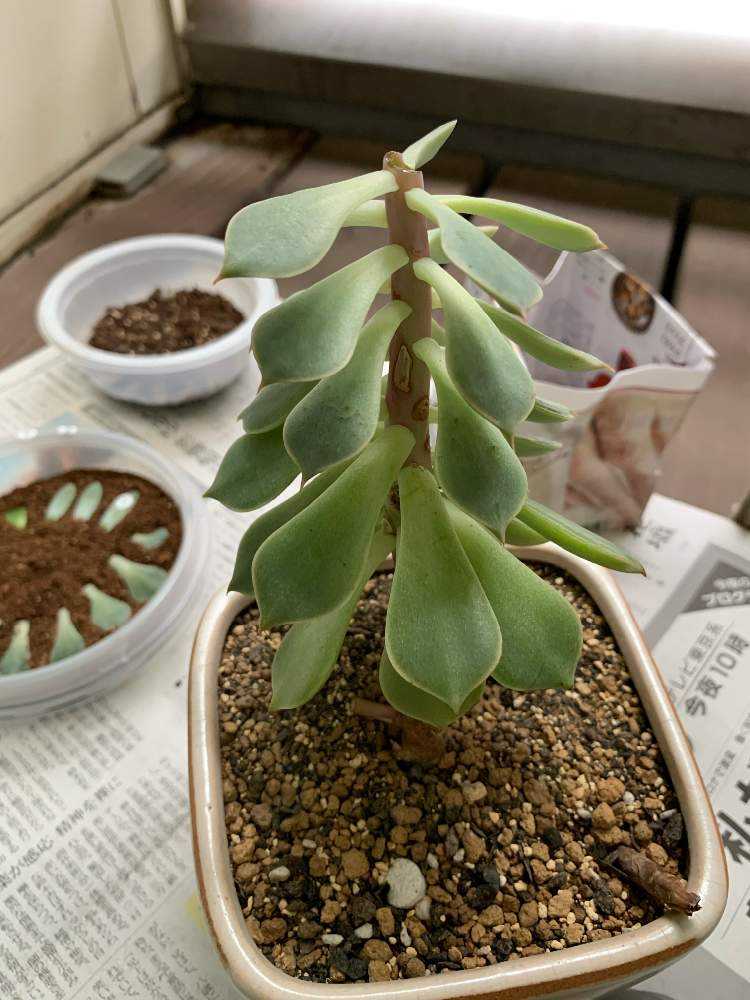 19 エケベリアの仕立て直し Greensnap グリーンスナップ