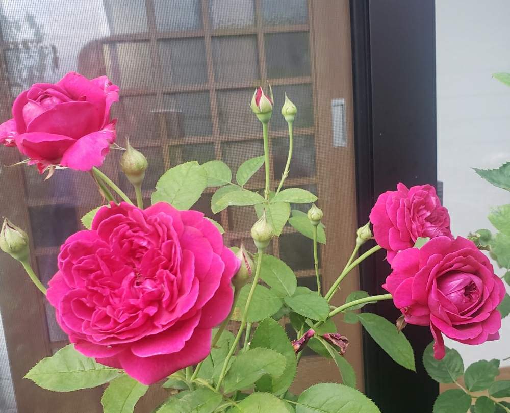 イングリッシュ ローズの投稿画像 By ばっけさん デビッドオースチンとバラウィリアムシェークスピア00 月7月22日 Greensnap グリーンスナップ