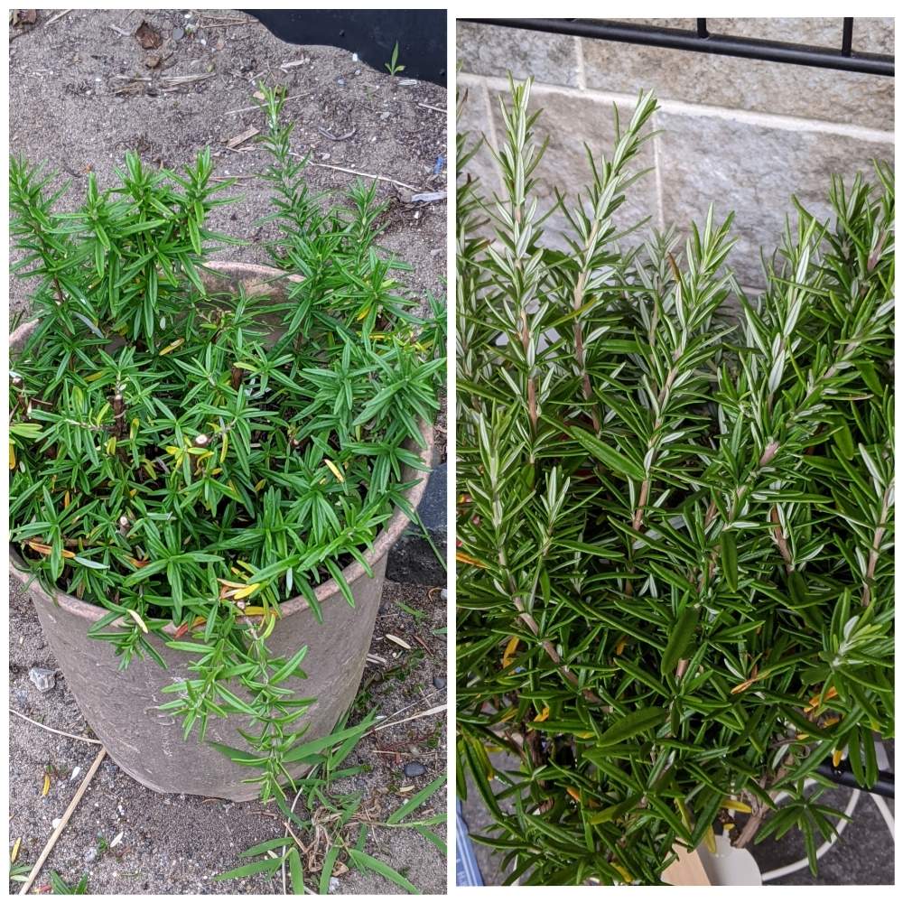 ローズマリーの投稿画像 By ノアヒャンさん ガーデニング 月7月22日 Greensnap グリーンスナップ