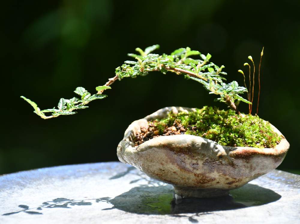 ミニ盆栽の投稿画像 By Tamajirouさん こだわりの器とこだわりの鉢と苔 こけ と自作の陶器 月7月22日 Greensnap グリーンスナップ