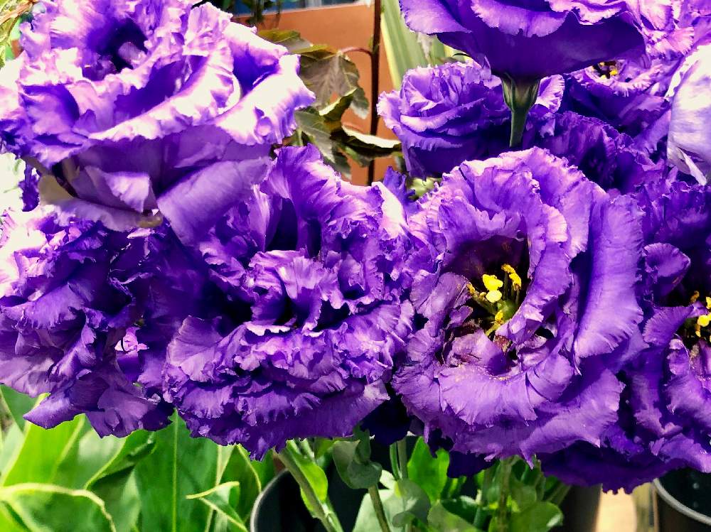 トルコキキョウの投稿画像 By Kay Tama Gsk さん 紫色とカラフルとイオンモール桂川と華やかと紫色の花と今日の一枚と鮮やか と紫色とカラフルとイオンモール桂川と華やかと紫色の花と今日の一枚と鮮やか 月7月22日 Greensnap グリーンスナップ Greensnap