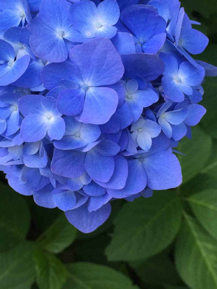 明月院ブルー ハートの紫陽花たち Greensnap グリーンスナップ