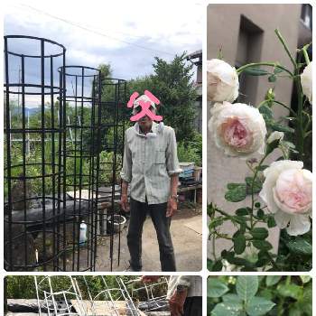 アリエッタの画像 by hiro-151e.さん | お出かけ先とクリスティアーナとアリエッタとスマホ撮影とばら バラ 薔薇とお庭のトレリスとおきにいりとお庭の植物と父の手作りと花のある暮らしとバラ愛同盟
