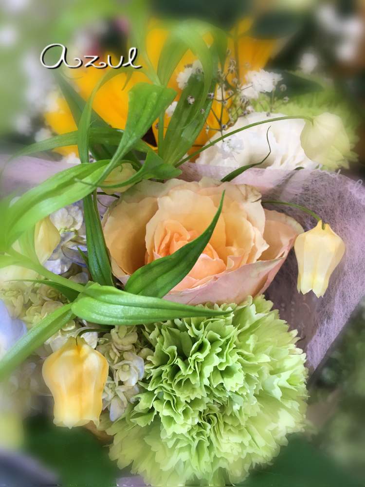 感動 の投稿画像 By Azul さん 嬉しいと感謝とはなたばと花を愛でると いいね ありがとうと無邪気と可愛いと花のある暮らしとお花好き 月7月22日 Greensnap グリーンスナップ