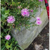 マツバギクの画像