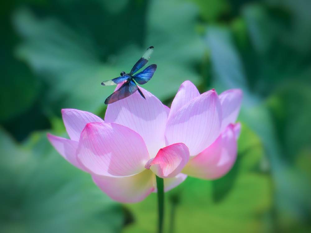 チョウトンボ の投稿画像 By Satomi さん カメラ女子と癒しと 蓮の花とやさしい気持ちとトンボ とおうちで楽しむ夏の草花フォトコンと小さな庭とチョウトンボ とカメラ女子と癒しと 蓮の花とやさしい気持ちとトンボとおうちで楽しむ夏の草花フォトコン 月7月23日