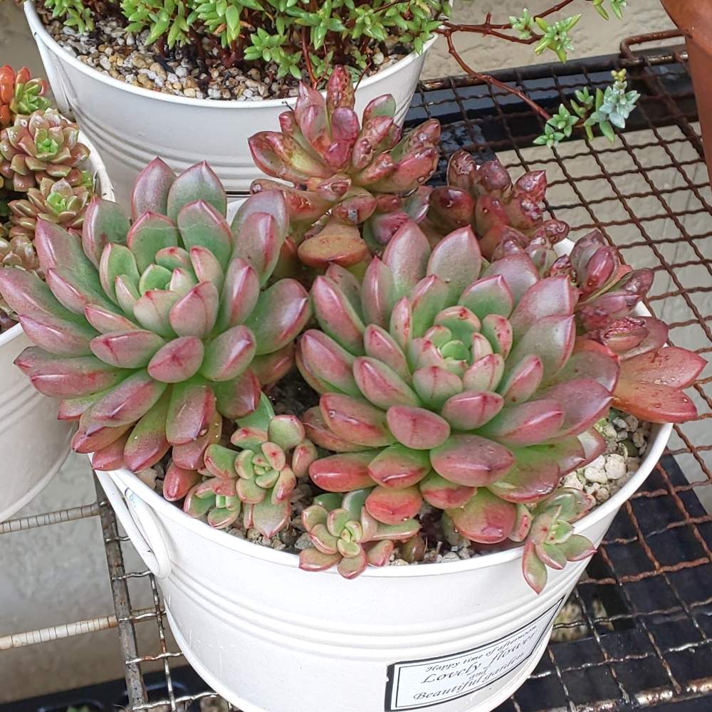 027 ピンクルルビーの生長記録 21 08 11更新 Greensnap グリーンスナップ