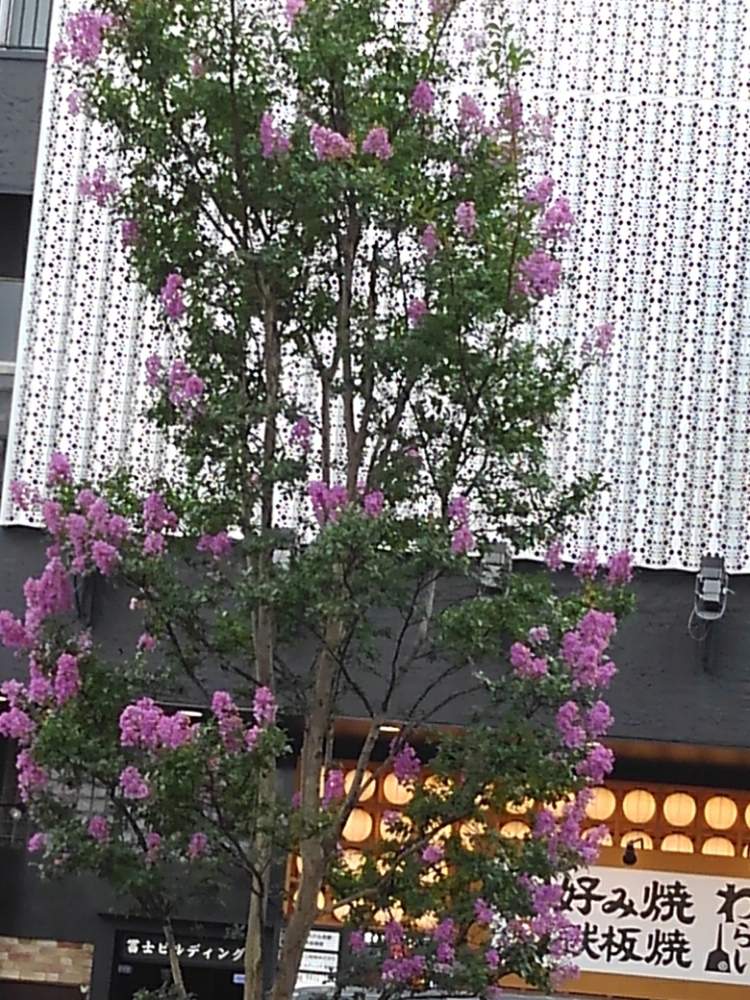 紫がかった百日紅 サルスベリ の投稿画像 By びぃびさん 棚 月7月23日 Greensnap グリーンスナップ Greensnap グリーンスナップ