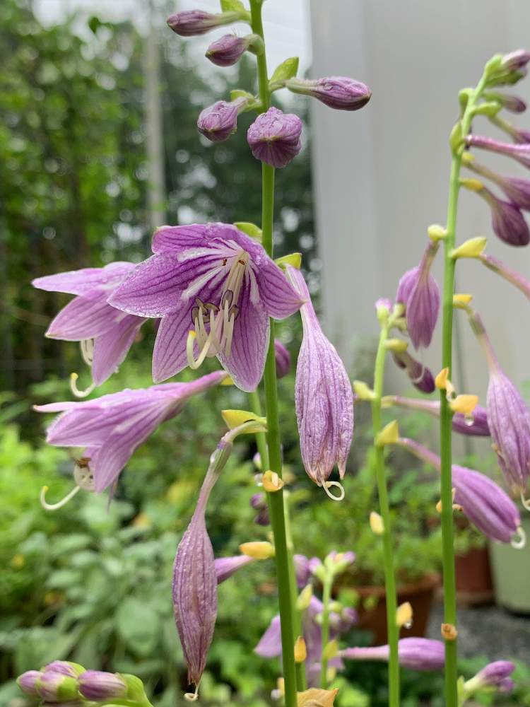 ギボウシ ホスタ の投稿画像 By みぃさん 地植えと花壇の花と地植えと花壇の花 月7月23日 Greensnap グリーンスナップ Greensnap グリーンスナップ