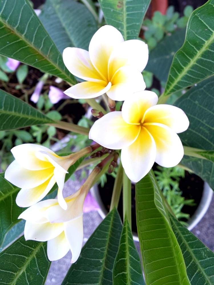 プルメリアの投稿画像 By ひぃちゃんさん 小さな小さな庭とおうち園芸と小さな小さな庭とおうち園芸 月7月23日 Greensnap グリーンスナップ Greensnap グリーンスナップ