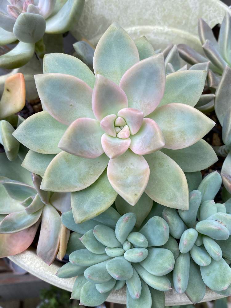 夏越しの投稿画像 By ゆみーごさん 多肉中毒と多肉植物と冬越しとモリモリ と吸い込まれそうと寄せ植えときれいと可愛い多肉 ちゃん とピンクと素晴らしいと多肉女子とほったらかしガーデンと可愛すぎる とタニラーと可愛いと癒し と自己満足の世界とぷっくり