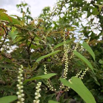 山芋の花の投稿画像一覧 Greensnap グリーンスナップ