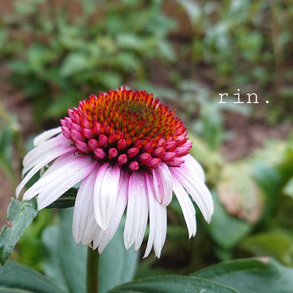 初めてのエキナセア Greensnap グリーンスナップ 初めてのエキナセア Greensnap グリーンスナップ