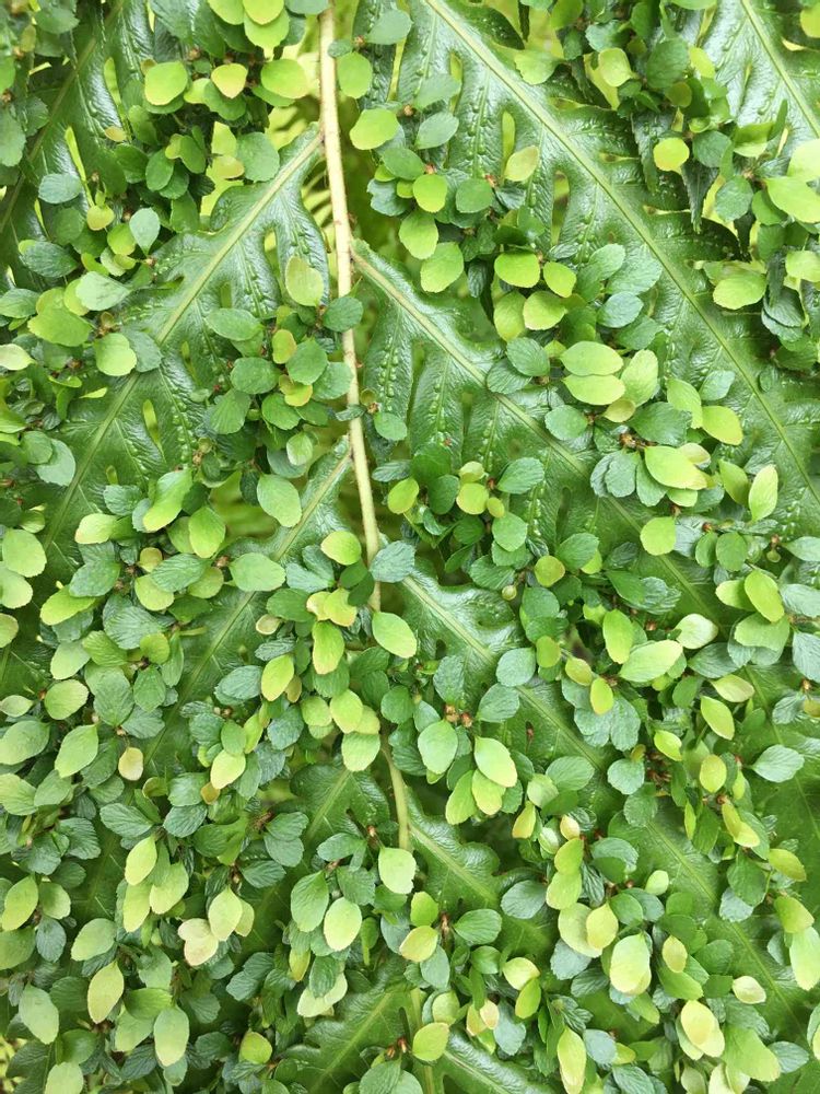 Small Leaf - Creeping Wire Vine - Muehlenbeckia axillaris