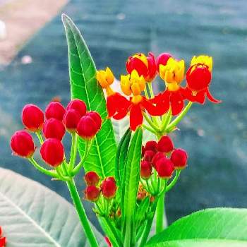 アスクレピアス♡の画像 by みいちゃんさん | アスクレピアス　宿根パンヤと駐車場花壇と赤い花とアスクレピアス♡と朝のウォーキング