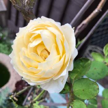 イギリスの薔薇の投稿画像一覧 Greensnap グリーンスナップ