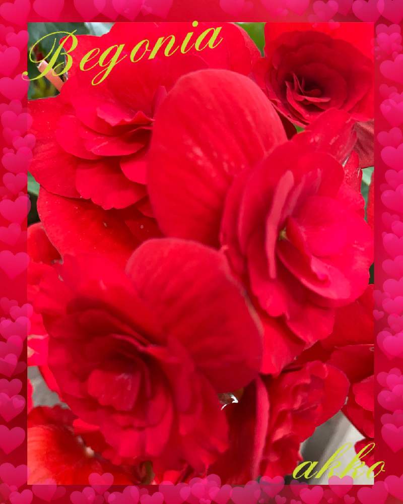 エラチオールベゴニア レベッカ の投稿画像 By ひみつのアッコちゃんさん 鉢植えの花と美しい花とバラのような花と花のある暮らしと夏らしい花 と加工アプリ使用と広い庭と鉢植えの花と美しい花とバラのような花と花のある暮らしと夏らしい花と加工アプリ使用 月7月