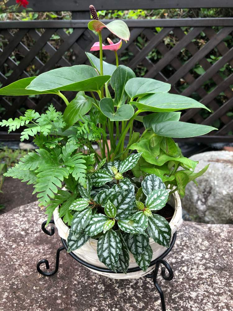 ミニ観葉植物 素敵に簡単アレンジ Greensnap グリーンスナップ