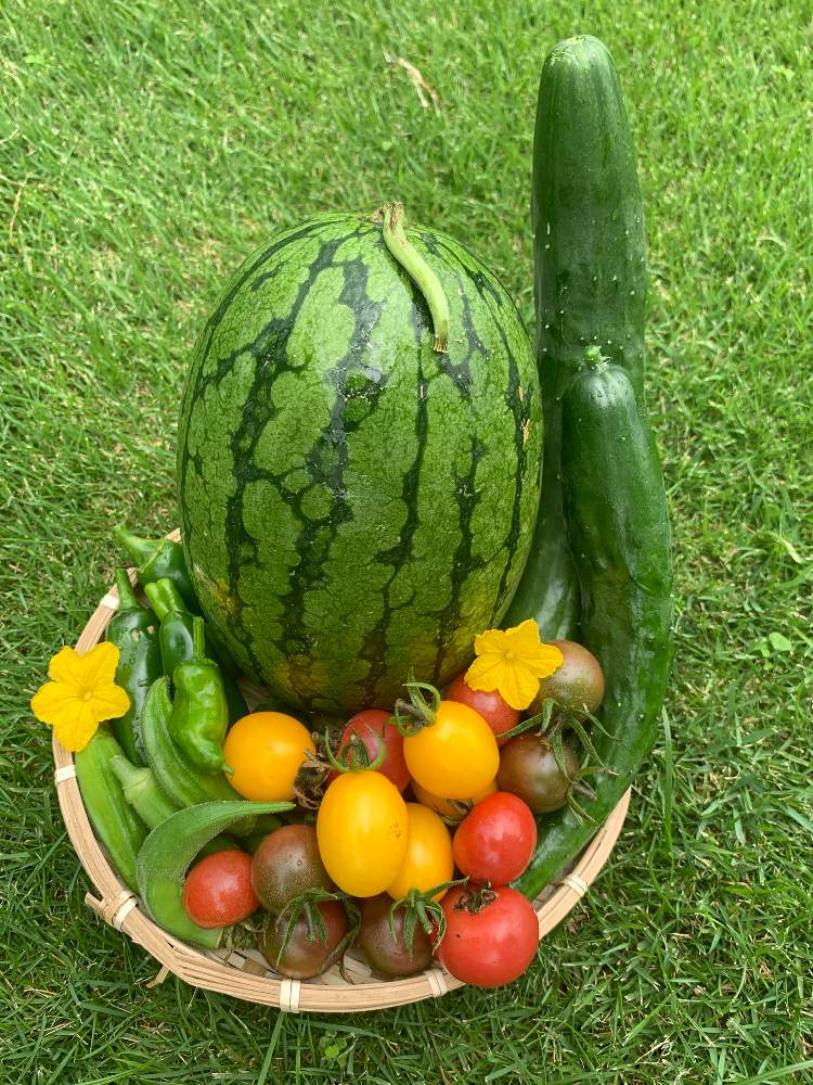 オクラの投稿画像 By くるみさん トマトとししとうとこどもピーマンときゅうりと小玉スイカとおうちde菜園と夏野菜収穫物とおうち園芸とやさいと すいか 月7月23日 Greensnap グリーンスナップ