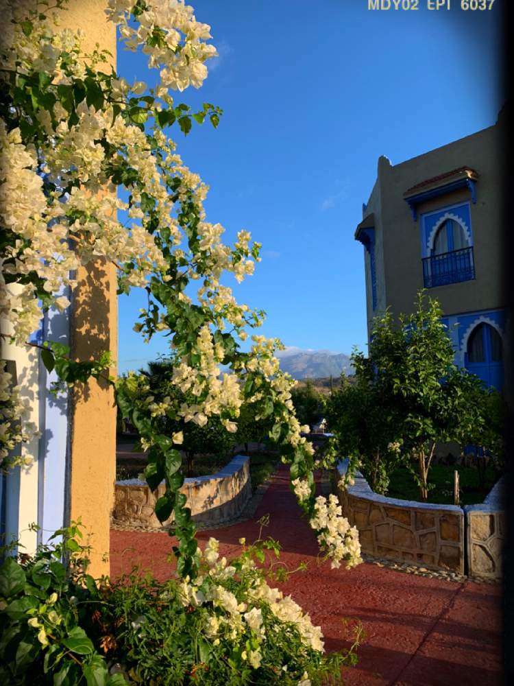 ブーゲンビリア 白の投稿画像 By ピカピカさん 被災地にエールを と九州の皆さんにエールを と下呂市の皆さんにエールを と飛騨市の皆さんにエールを 月7月23日 Greensnap グリーンスナップ