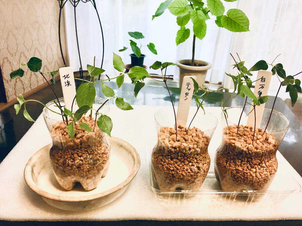 クレマチスの挿し木に挑戦｜🍀GreenSnap（グリーンスナップ）