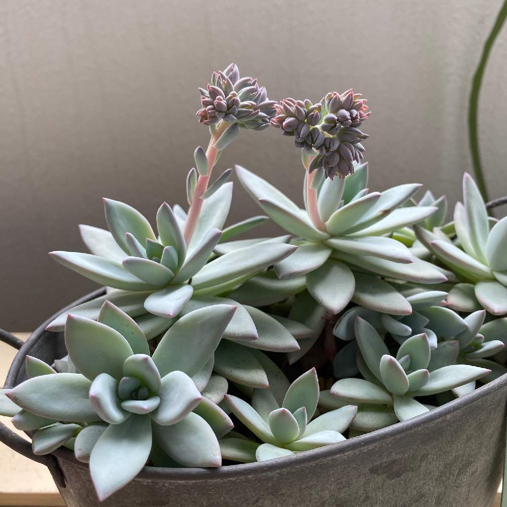 霧の朝の投稿画像 By ピエールさん 多肉植物と観葉植物とバルコニスト 月7月23日 Greensnap グリーンスナップ