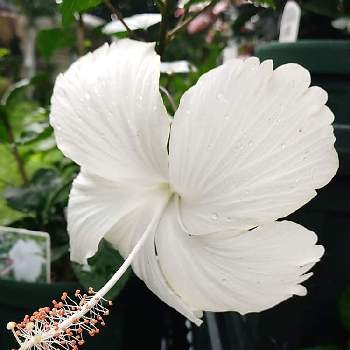 ハイビスカス　ホワイトバタフライの画像 by くまちゃんさん | アプローチとハイビスカス　ホワイトバタフライとおうち園芸と白いお花と大好きな花とハイビスカスLoveと我が家の庭のお花と花のある暮らし