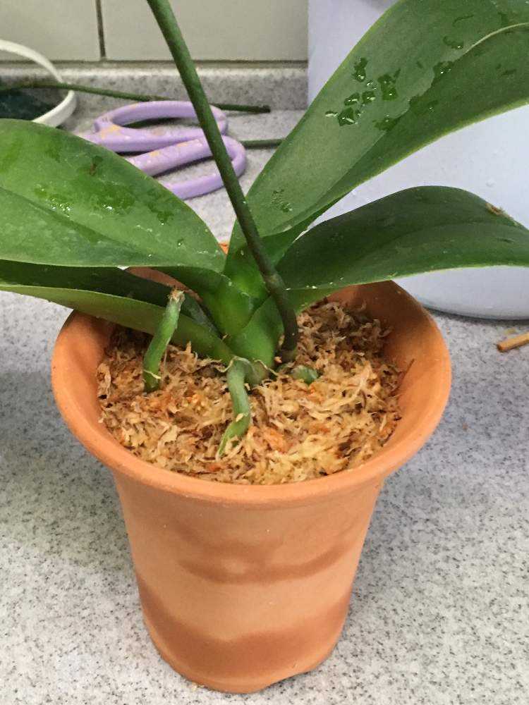 けっして難しくない胡蝶蘭の植え替え Greensnap グリーンスナップ