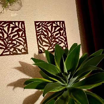 アリスタータの画像 by Sacchinさん | 窓辺とアガベと斑入りと観葉植物。と多肉植物。とアリスタータとアガベ・アリスタータ