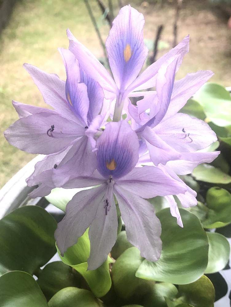 ホテイアオイの投稿画像 By のうさぎさん 花のある暮らし 月7月23日 Greensnap グリーンスナップ