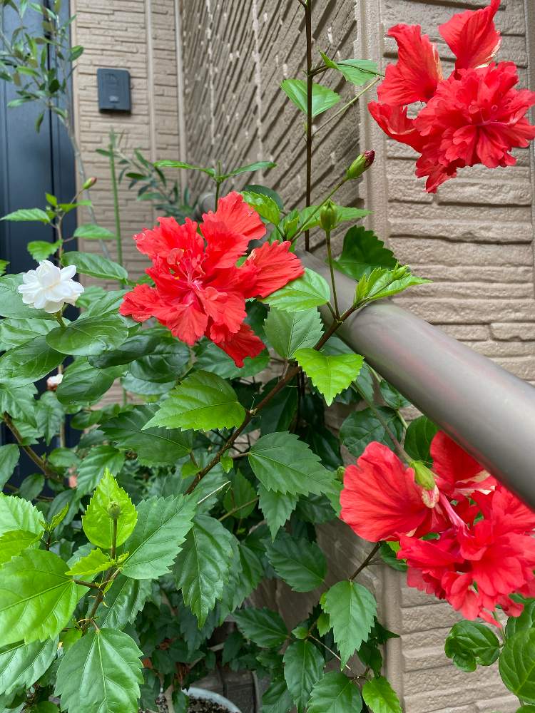 マツリカの投稿画像 By ブルーローズさん ハイビスカス 月7月23日 Greensnap グリーンスナップ