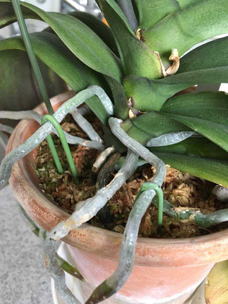 けっして難しくない胡蝶蘭の植え替え Greensnap グリーンスナップ