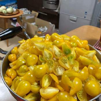 ミニトマト　イエローペアの画像 by dp106さん | キッチンとミニトマト　イエローペアとシンディーオレンジとトマト ゴールデンボーイと家庭菜園と料理と夏野菜収穫物2020