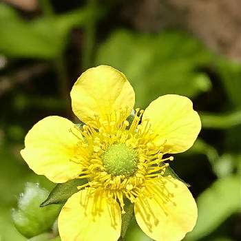 大根草の投稿画像一覧 Greensnap グリーンスナップ