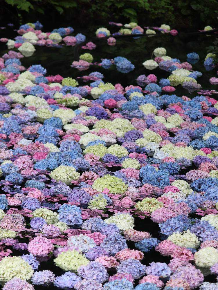 岩手県 7 23みちのくあじさい園 Greensnap グリーンスナップ