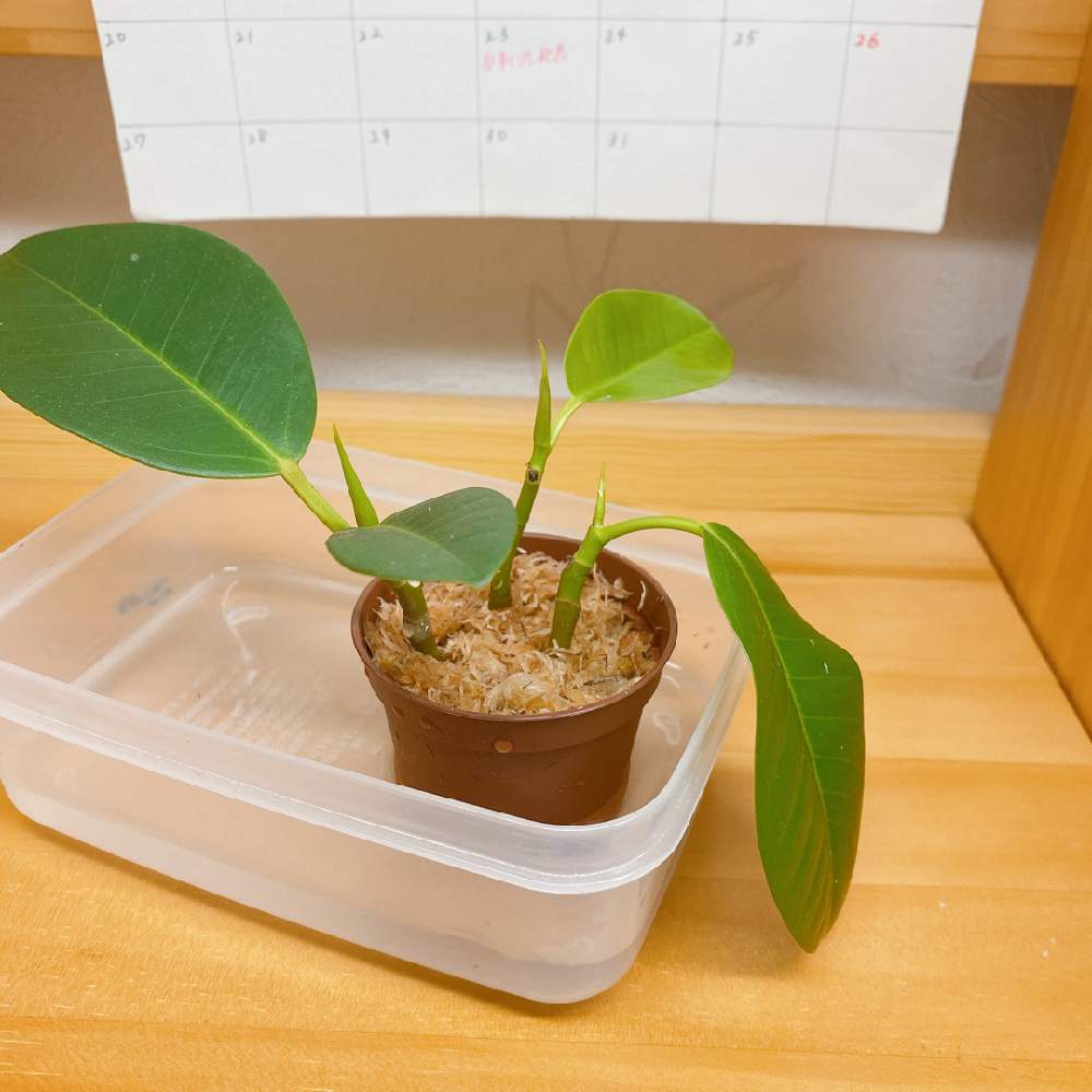 フィカスルビギノーサの投稿画像 By まこっちゃさん 観葉植物と観葉植物初心者と挿し木とフィカス ルビギノーサとフィカス属 月7月23日 Greensnap グリーンスナップ