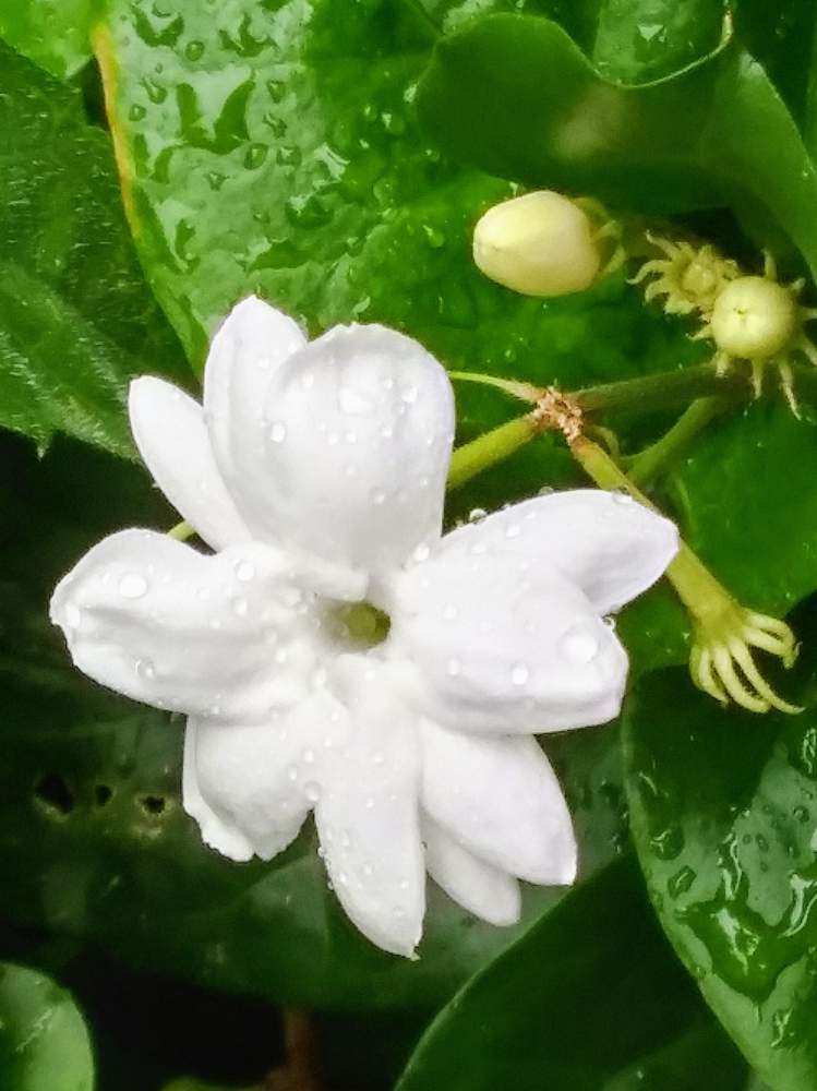 花のある暮らしの投稿画像 By Kazuさん アラビアンジャスミン とおうち園芸 月7月23日 Greensnap グリーンスナップ