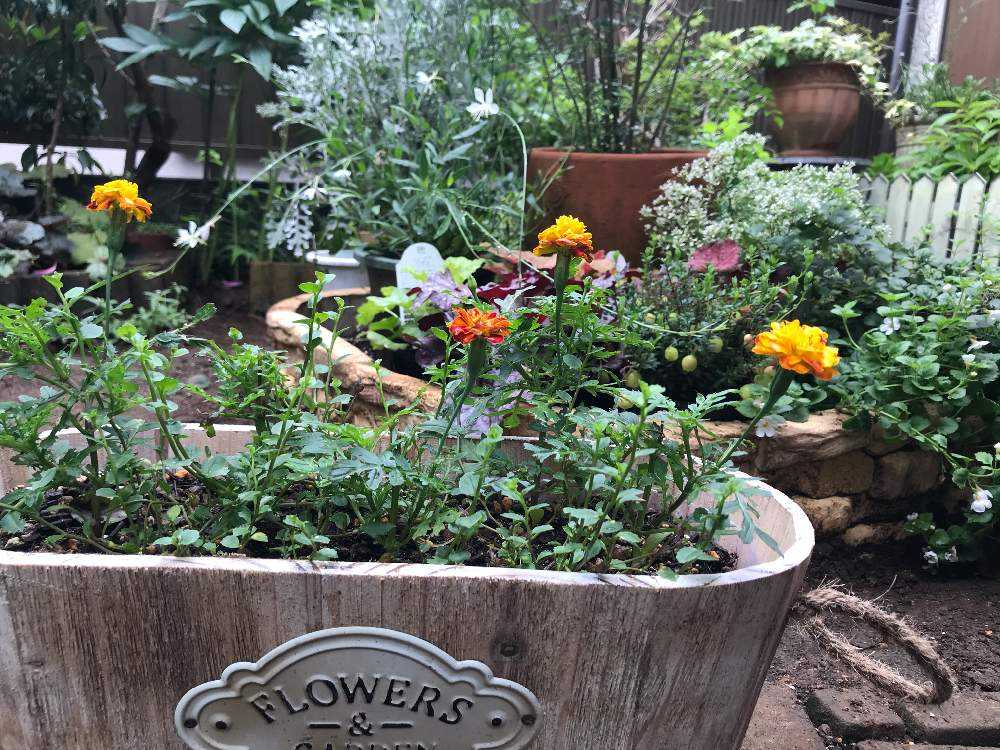 84円 舗 花の種 マリーゴールド アフリカントール 約３平米用 サカタの