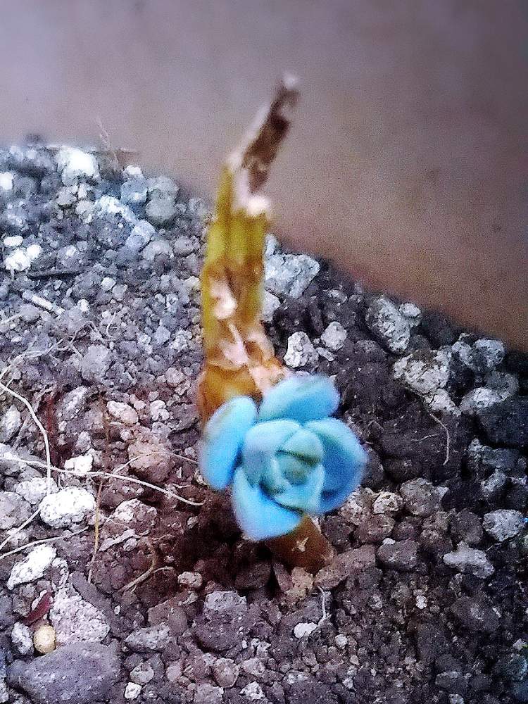 キヨ さんの投稿画像 月7月23日 Greensnap グリーンスナップ