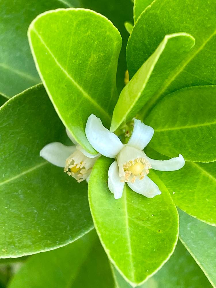 金柑の投稿画像 By なおさん 大実金柑の花と植物愛がとまらないとよろしくお願いしますとおうちde菜園と大実金柑とキンカン 金柑 と大好きとおうち園芸と植中毒と可愛いと白い花 月7月23日 Greensnap グリーンスナップ