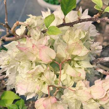 ブーゲンビリア 白の投稿画像一覧 Greensnap グリーンスナップ