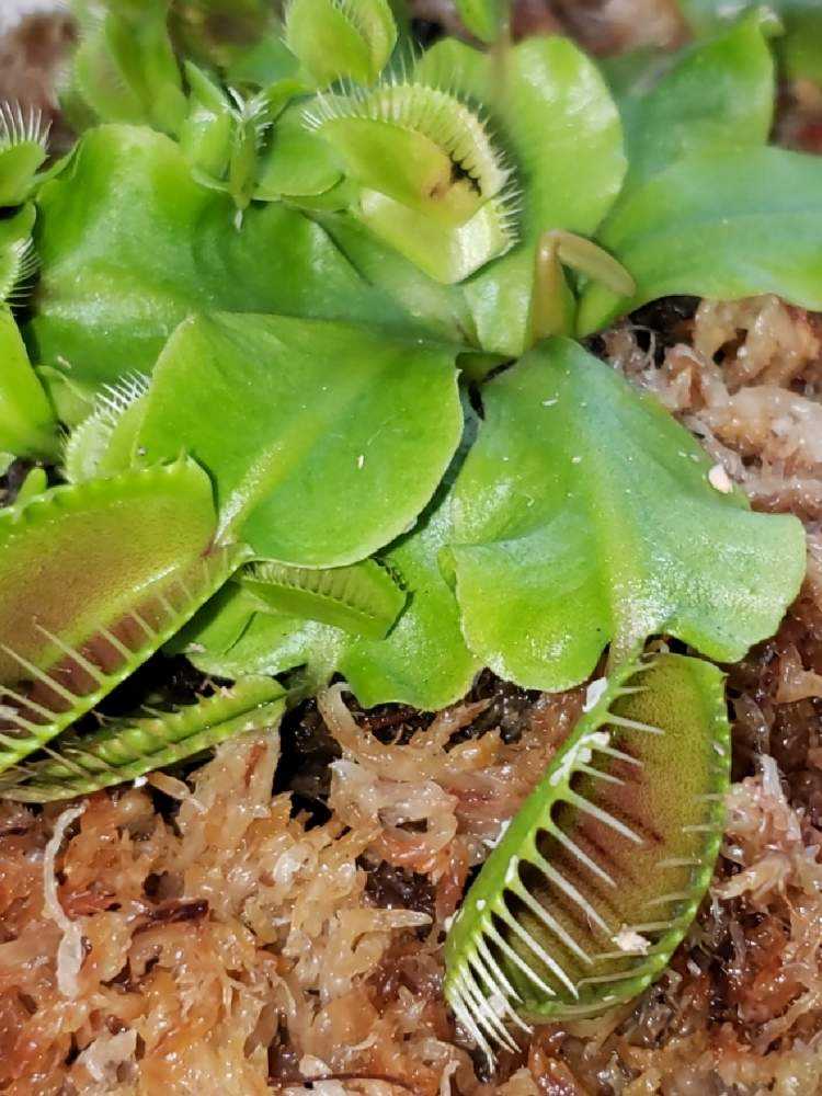 ハエトリソウ1年生｜🍀GreenSnap（グリーンスナップ）