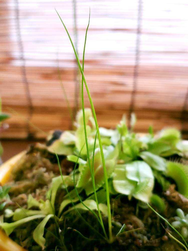 才蔵　ハエトリソウ ハエトリグサとは｜育て方がわかる植物図鑑｜みんなの趣味の園芸
