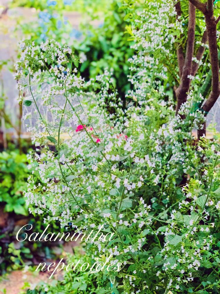 カラミンサの投稿画像 By つきよみさん 庭の花と涼しそうとおうち園芸とガーデニングと花のある暮らしとお花のある生活とマイ ガーデン と地植えとハーブと多年草 月7月23日 Greensnap グリーンスナップ
