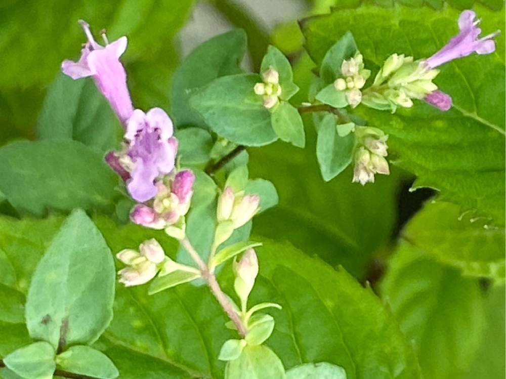 オレガノ ノートンズゴールドの投稿画像 By ななさん オレガノとプチ家庭菜園とピンクの花とハーブとハーブのある暮らしと花のある暮らしと家庭菜園奮闘日記 月7月23日 Greensnap グリーンスナップ