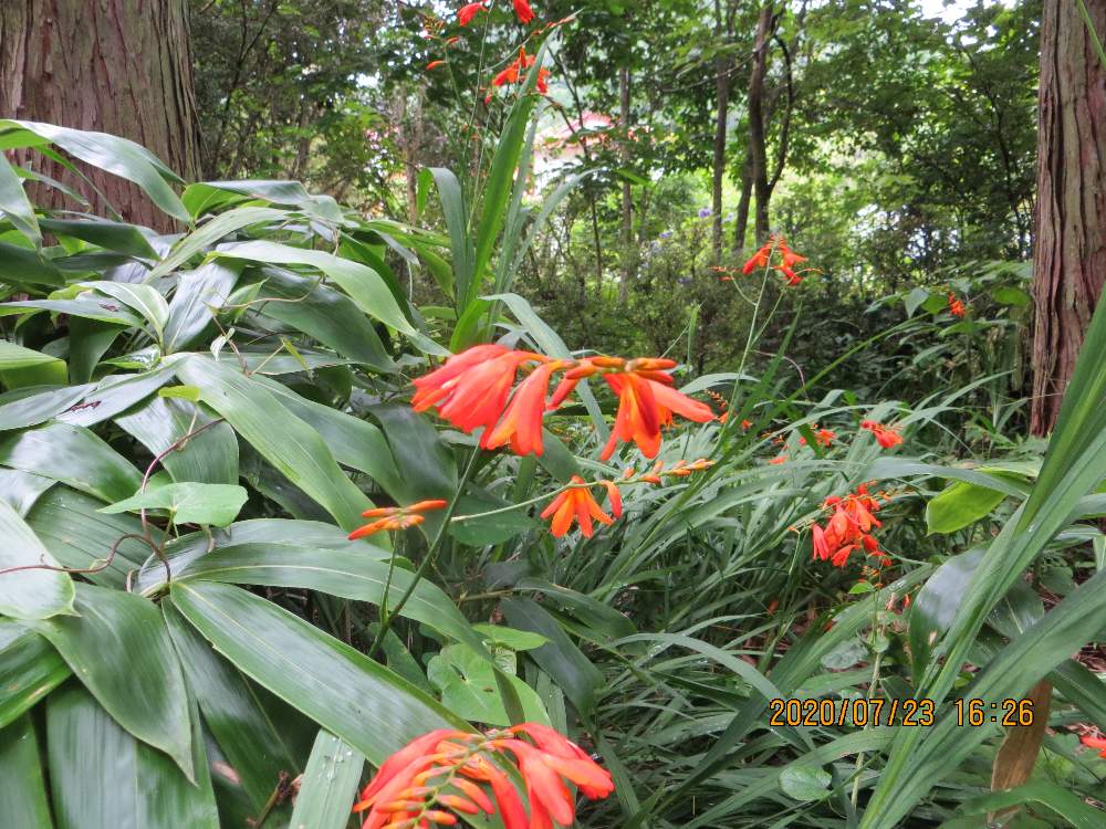 クロコスミア ルシファーの投稿画像 By 油木さん 広い庭 月7月23日 Greensnap グリーンスナップ Greensnap グリーンスナップ