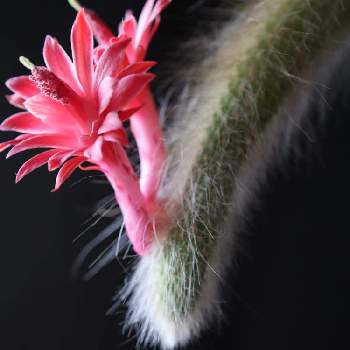 にゃーが言いたいだけの投稿画像一覧 Greensnap グリーンスナップ