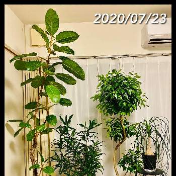 植物部屋の画像 by yuhekoさん | 窓辺とベンジャミンとトックリラン(ポニーテール)とフィカス アフリカンプリンスとソングオブジャマイカと観葉植物と集合写真と植中毒と樹形が好きと植物部屋
