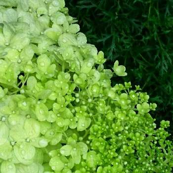 ライトグリーンの画像 by あさがおさん | 広い庭と７月の☔の日に…とライトグリーンとおうち園芸ときれいだね〜〜❣️とグラディーションと毎年咲くと꒰ღ˘◡˘ற꒱かわゅ~と花のある暮らしとノリウツギピラミッドあじさと７月の庭に咲く