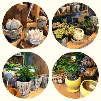 フレスポ稲毛の投稿画像一覧 Greensnap グリーンスナップ